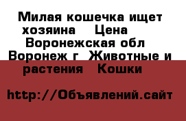 Милая кошечка ищет хозяина. › Цена ­ 1 - Воронежская обл., Воронеж г. Животные и растения » Кошки   